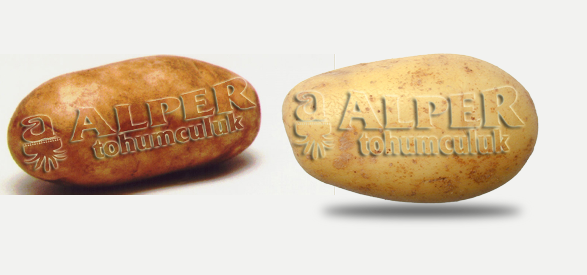 Endüstriyel Patates